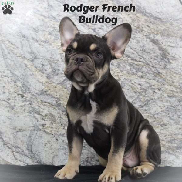 Rodger, French Bulldog Puppy